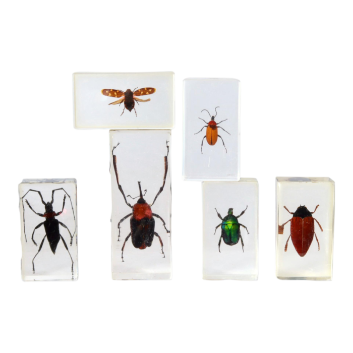 vintage entomology bugs science specimens set of 6 2648