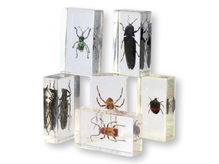 vintage entomology bugs science specimens set of 6 4175