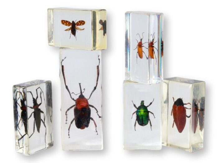 vintage entomology bugs science specimens set of 6 9876