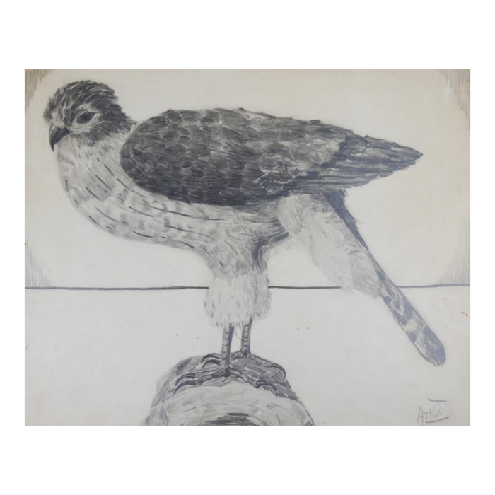 vintage hawk drawing 5987