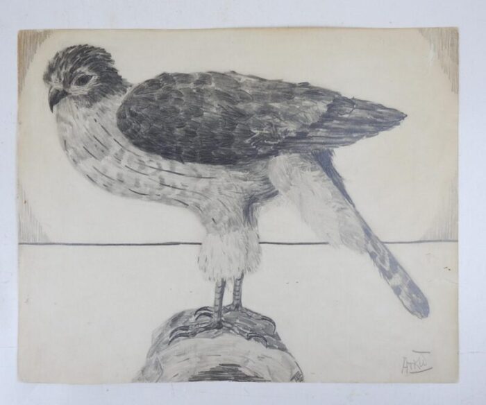 vintage hawk drawing 9203